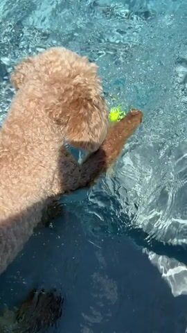 A dog with curly brown fur is in a body of water, possibly a pool. The dog's head and paws are visible, and it appears to be playing. A yellow tennis ball is floating in the water near the dog. The water is clear and blue, with sunlight reflecting off the surface. The camera perspective is from above the dog, looking down into the water. The video is short and appears to be a snapshot of a dog enjoying a swim.