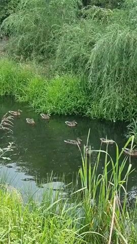 A group of mallard ducks swim in a narrow stream surrounded by lush green vegetation. The water is dark and murky, with some reeds and tall grass growing along the banks. The ducks are spread out in the water, some swimming individually and others in pairs. The scene is tranquil and appears to be in a natural, undeveloped area.