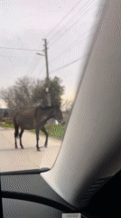 Farm animals spotted in enclosures and crossing roads near Varna