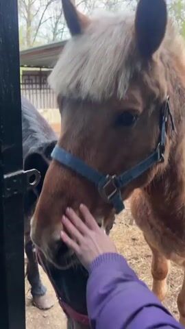 In Yumatovo, Russia, a daytime video captures a close-up interaction between a person and two horses at the entrance of what appears to be a stable or barn. The scene is framed by a green stable door on the right and a darker door or frame on the left, featuring a metal latch and chain.

A person, visible only by their arm clad in a purple jacket, is seen gently petting the noses of the horses. Initially, at 0:00, the person strokes the muzzle of a lighter brown horse, which has a light blue halter and a prominent blonde mane and forelock. This horse is positioned slightly behind and to the right of a darker horse.

From 0:01 onwards, the focus shifts to a dark brown or black horse, wearing a red halter. This horse leans its head forward, allowing the person to caress its muzzle and nose. Its eyes are calm and curious, observing the interaction. At 0:04, the dark horse appears to gently nuzzle or mouth the person's hand. The lighter brown horse occasionally peeks from below and behind the darker horse, also showing curiosity.

The background reveals a rustic setting with hay or straw on the ground, and a wooden structure with a roof, typical of a stable environment. Bare tree branches are visible against an overcast sky, suggesting it might be early spring or late autumn. The overall mood is calm and gentle, highlighting a friendly human-animal interaction. There is no visible text in the video.