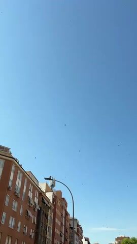 A low-angle shot captures a clear blue sky above a city street with buildings on the left and trees on the right. Several small birds can be seen flying in the sky. The buildings are made of brick and have white-framed windows. A street lamp with an antenna attached arcs across the frame. The sun is shining, casting light on the scene.