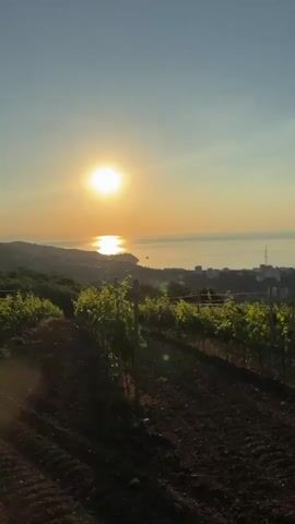 A vertical video shows a vineyard on a hillside overlooking the sea at sunrise. The sun is a bright, glowing orb in the sky, casting a shimmering reflection on the water. The vineyard rows are planted with young grapevines, their green leaves contrasting with the dark, tilled soil. In the distance, a coastal town is visible, its buildings clustered along the shoreline. The sky is a clear blue, with a slight gradient of orange and yellow near the horizon. The overall impression is one of peaceful tranquility and natural beauty.