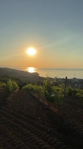 Vineyard and wild greenery catching early morning light in Lavrovoe