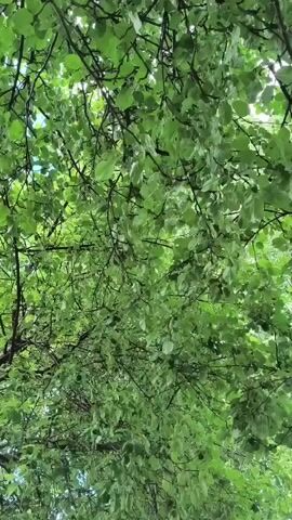 A low-angle video looking up at the canopy of a tree with lush green leaves and thin branches. Sunlight filters through the leaves, creating dappled patterns. The camera pans slightly.