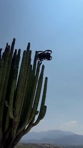 A drone hovers in a clear blue sky. The video begins with the drone near a large cactus, then pans back to reveal a garden filled with various cacti and a person walking along a path. The drone remains in the air throughout the video, providing an aerial perspective of the garden and its surroundings.