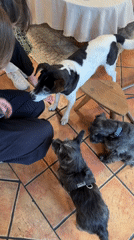 Dog training session observed in Belgrade home