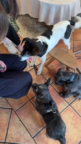 Dog training session observed in Belgrade home