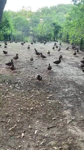 A flock of ducks congregates on a dirt path, surrounded by lush green trees and foliage. The ducks, mostly dark brown and black, are scattered across the path, some pecking at the ground, others standing still. The path appears to be a well-worn trail, possibly in a park or natural reserve, with fallen leaves and debris scattered across its surface. In the background, a faint outline of buildings can be seen amidst the trees, suggesting the presence of urban development nearby. The overall atmosphere is serene and natural, with the ducks as the primary focus of the scene.