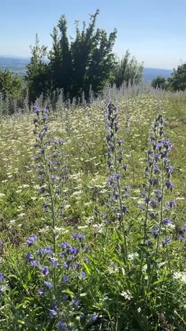 A vertical video shows a field of wildflowers under a clear blue sky. The foreground is dominated by tall, slender stalks of purple flowers, possibly bugloss, interspersed with smaller white flowers that appear to be chamomile. The background features a dense cluster of green trees on a gentle slope, with a hazy landscape visible in the distance. The sunlight illuminates the scene, casting a warm glow on the flora. The camera is stationary, capturing a static, picturesque view of a meadow in bloom. No people or animals are visible. The overall atmosphere is serene and natural.
