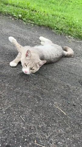 A grey and white cat lies on its back on an asphalt surface. The cat is positioned on its back with its legs in the air. It appears to be enjoying the surface by rubbing its body against it. The cat's tail is curled up over its body. The background is a blurred out green grassy area.