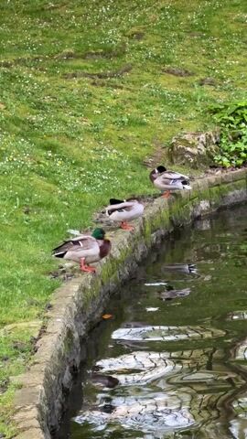 The camera captures three male mallard ducks perched side-by-side on a mossy stone ledge bordering a small pond. The ducks are preening themselves. The pond reflects the overcast sky and surrounding greenery. A grassy lawn with small white flowers grows adjacent to the ledge.