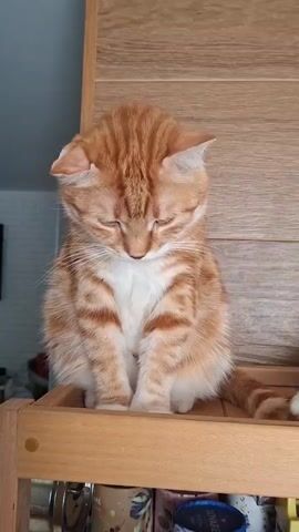 A ginger and white cat is sitting on a wooden shelf. A person's hand enters the frame and holds out their palm. The cat looks at the hand, then brings its paw up and places it on the hand. The person says "Good job, thank you. Hello."