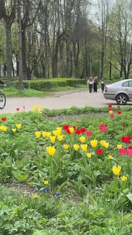 The video shows a view of a flower bed with various colored tulips in full bloom in a grassy area, adjacent to a paved road. The tulips are predominantly yellow, red, and pink, with a few white and purple ones visible. In the background, three people are walking down the road away from the camera, and a car is parked on the side. A person on a bicycle rides away from the camera on the left side of the frame. Tall trees line the edge of the area. The overall scene is one of a typical park or green space in an urban environment during springtime.