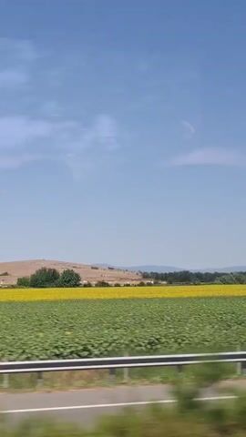A side view from a moving vehicle shows a landscape with a clear blue sky and a few wispy clouds. In the foreground, a road with white lines is visible, with some greenery on the sides. Beyond the road, there are two large fields. The closer field is a vibrant green, likely crops. The farther field is a brilliant yellow, clearly a field of sunflowers. In the distance, rolling hills and trees can be seen, with mountains forming the horizon. There are a few scattered trees along the edge of the fields. The motion blur indicates the video was captured while in transit.