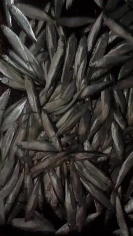 A close-up, aerial view shows a large pile of small, silvery fish. The fish are mostly facing in various directions, some overlapping each other. The lighting is dim, highlighting the metallic sheen of the fish. The scene appears to be a container or surface filled with freshly caught fish. No people or other objects are visible.