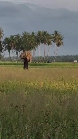 A person is walking through a rice paddy carrying a large bundle of harvested rice stalks on their head. The person is facing away from the camera and is walking away from a line of palm trees. The sky is overcast.
