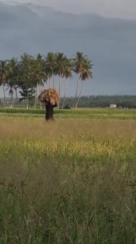 Rice harvest underway in rural Indonesian paddy fields