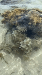 Low tide reef walk in Ban Tai, marine life and shoreline activity