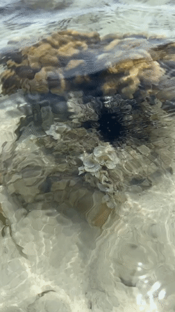 Low tide reef walk in Ban Tai, marine life and shoreline activity