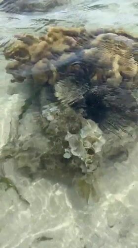 Low tide reef walk in Ban Tai, marine life and shoreline activity