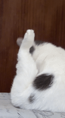 White and grey cat documented in multiple photos in Dobrich