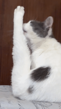 White and grey cat documented in multiple photos in Dobrich