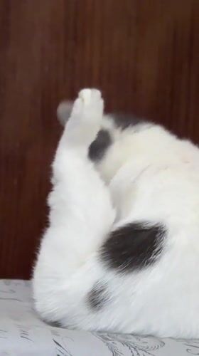 White and grey cat documented in multiple photos in Dobrich
