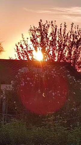 The video shows a sunset with the sun partially obscured by trees and a roof. There is a bush with white flowers in the foreground. A red lens flare is visible. The overall scene is outdoors and appears to be during golden hour.