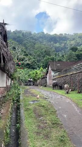 A rural village scene unfolds with a narrow dirt road bisecting a lush green landscape. To the left, a traditional thatched-roof building stands, its weathered walls hinting at age. Adjacent to it, a narrow drainage ditch runs along the edge of the road. In the center of the frame, a rooster pecks at the ground. Further down the road, two water buffalo graze peacefully beside a stone wall. The background is dominated by a dense, verdant forest blanketing a mountainside, with a partially cloudy sky overhead. The overall impression is one of serene, rustic life.