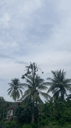 Birds spotted on trees and rooftops in Igbara