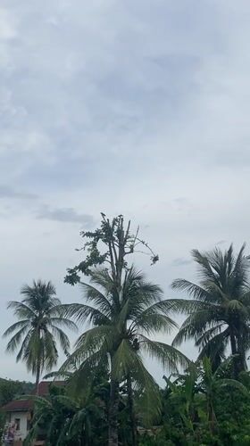 Birds spotted on trees and rooftops in Igbara