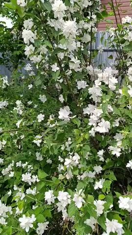 A close-up view shows a dense bush covered in small white flowers and green leaves. The bush is likely outdoors, as suggested by a fence and a wooden structure in the background, partially visible behind the foliage. The flowers appear delicate with multiple petals. The lighting suggests it is daytime. There are no people or animals visible in the frame.