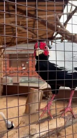 The video shows a close-up of a silver pheasant bird behind a cage. The bird has a black neck and body, a white back, and a red face. It is standing on a log within the cage. In the background, another silver pheasant is visible, as well as wooden structures and sandy ground. The camera focuses on the bird's face, showing its red eye and beak.