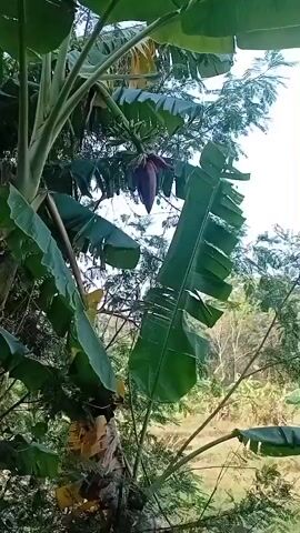 The video shows a close-up of a banana blossom hanging from a banana tree. The blossom is deep purple and has a pointed shape. Large, green banana leaves surround the blossom. The background is blurred and appears to be a natural outdoor setting with trees and a bright sky.