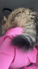 Cats spotted on shoulder and at window in Izhevsk