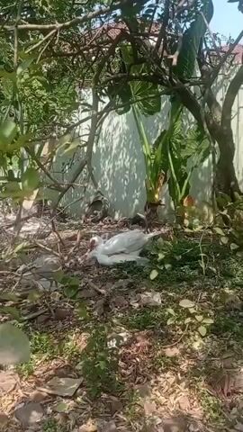 Two white ducks are on the ground in an outdoor environment. One duck is on its back, and the other duck is on top of it. The ground is covered with leaves, dirt, and some plastic debris. There are trees and plants surrounding the ducks, and a white wall is visible in the background. Sunlight is casting shadows on the ground.