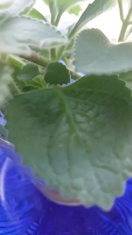 A close-up video captures a plant with fuzzy, serrated green leaves. The camera pans slightly to the right, focusing on the textured leaves and the way light hits them. The background is blurred, with hints of blue and white suggesting an indoor environment with a window. There are no people or animals visible in the video.