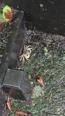 A crab scurries across a wet, mossy surface near a black, angular object. Leaves and other organic debris are scattered around. The crab moves from left to right, disappearing from view at the end of the clip.