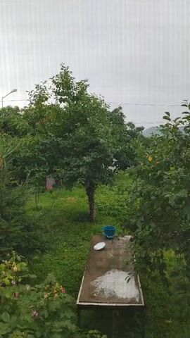 The video shows a backyard scene on an overcast day. In the foreground, there are lush green plants and bushes, including some with pink flowers. A wooden table is visible in the middle ground, with a blue bucket and a white plate on top. Behind the table is a tree with green leaves. To the left, there is a smaller evergreen tree and a glimpse of a wooden building. A street lamp is also visible on the left side of the frame. The background consists of more greenery and distant hills. The sky is predominantly white and cloudy.