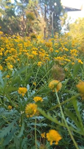 The video shows a dense field of small yellow flowers, with green, leafy foliage at varying heights. The flowers appear to be daisy-like in shape. In the background, there are tall, green trees and a clear blue sky. A tall, dark, lamppost is partially visible through the flowers. The camera angle is low, close to the ground, focusing on the flowers and their surroundings. The light suggests it is either early morning or late afternoon.