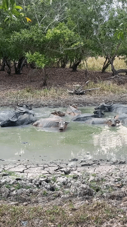 Water buffalo seek relief in muddy pond amid drought