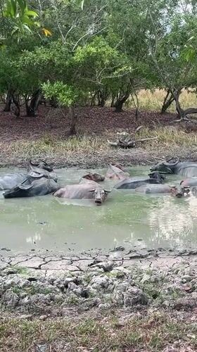 Water buffalo seek relief in muddy pond amid drought