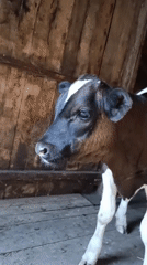 Barn visit with calves in rural Karsha, Russia