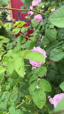This media file is a close-up, handheld video showcasing a cluster of pink roses in various stages of bloom, nestled within a lush green bush. The camera pans gently across the scene, focusing on the delicate petals, some of which appear to be wet, possibly from rain. The leaves of the rose bush are a vibrant green, with some also showing water droplets. In the background, a sliver of a red structure is visible, suggesting an outdoor setting, possibly a garden or yard. The overall mood is serene and natural, highlighting the beauty of the roses. There is no visible text in the media file.