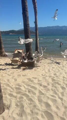 The video shows a sandy beach with palm trees and the ocean in the background. Several seagulls are gathered around a wooden box on the sand, some of them are eating from it. One seagull is in mid-flight, flying towards the box. Another seagull is standing near a lounge chair. A few people are visible in the water in the background. The sky is clear and blue, and the water appears calm.