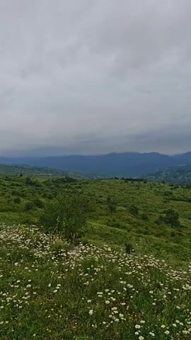 A still video displays a vast, hilly landscape under a cloudy sky. In the foreground, a meadow is carpeted with white and yellow wildflowers. The middle ground features rolling green hills dotted with scattered trees. In the background, layers of hazy blue mountains stretch across the horizon. The overall scene evokes a sense of natural tranquility and vastness.