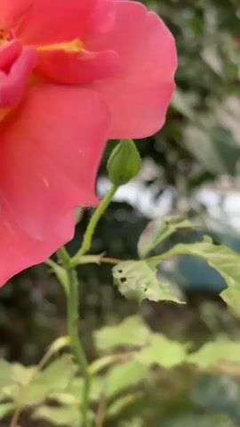 A close-up video shows a blooming pink rose. The camera slowly zooms out, revealing more of the flower and its stem, with a bud visible near the top. The background consists of blurred green foliage and hints of other plants. There are no people or other animals visible in the frame.