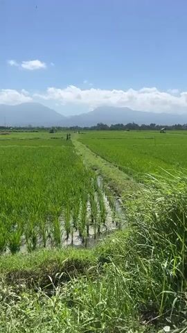 A drone or camera flies over lush green rice paddies under a clear blue sky with some scattered clouds. In the distance, mountains are visible. The camera passes over a small, ornate pavilion with a tiled roof and a raised platform. The pavilion is situated in the middle of the rice fields, with one side open to the view. The video continues to fly over the vibrant green fields, showing the neatly arranged rows of rice plants.