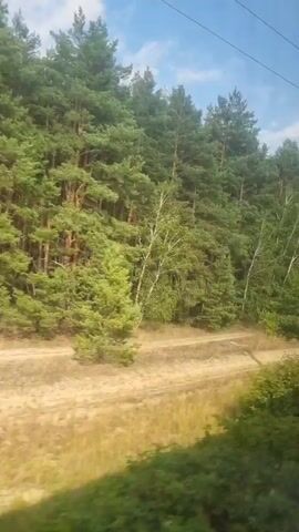 The video shows a view from a moving vehicle, likely a train, looking out at a forest and a dirt road. A utility pole is visible in the foreground, obscuring part of the view. The forest is dense with pine trees, and a birch tree with white bark is visible among them. The sky is blue with some clouds. The dirt road appears to be a track or path running alongside the forest. The overall impression is of a scenic journey through a natural landscape.