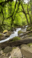 Forest stream flows over mossy rocks amid fallen logs